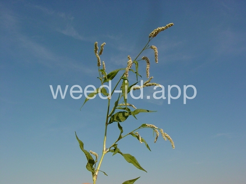 smartweed, pale
